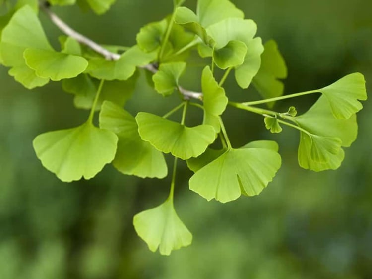 GIẢI PHÁP NÀO KHI CHÀNG SUY GIẢM HAM MUỐN 7 la ginkgo biloba