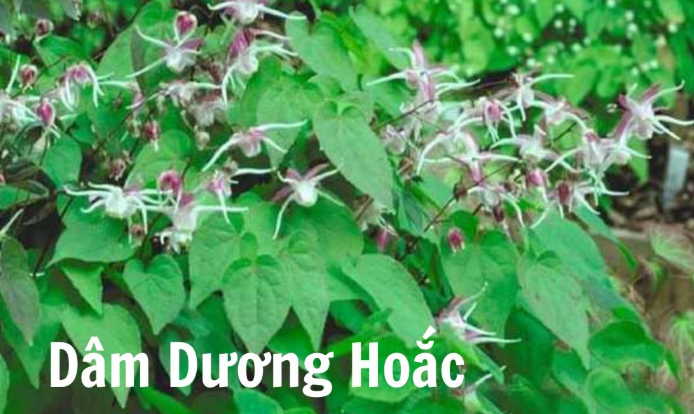 GIẢI PHÁP NÀO KHI CHÀNG SUY GIẢM HAM MUỐN 6 screenshot 1756698697