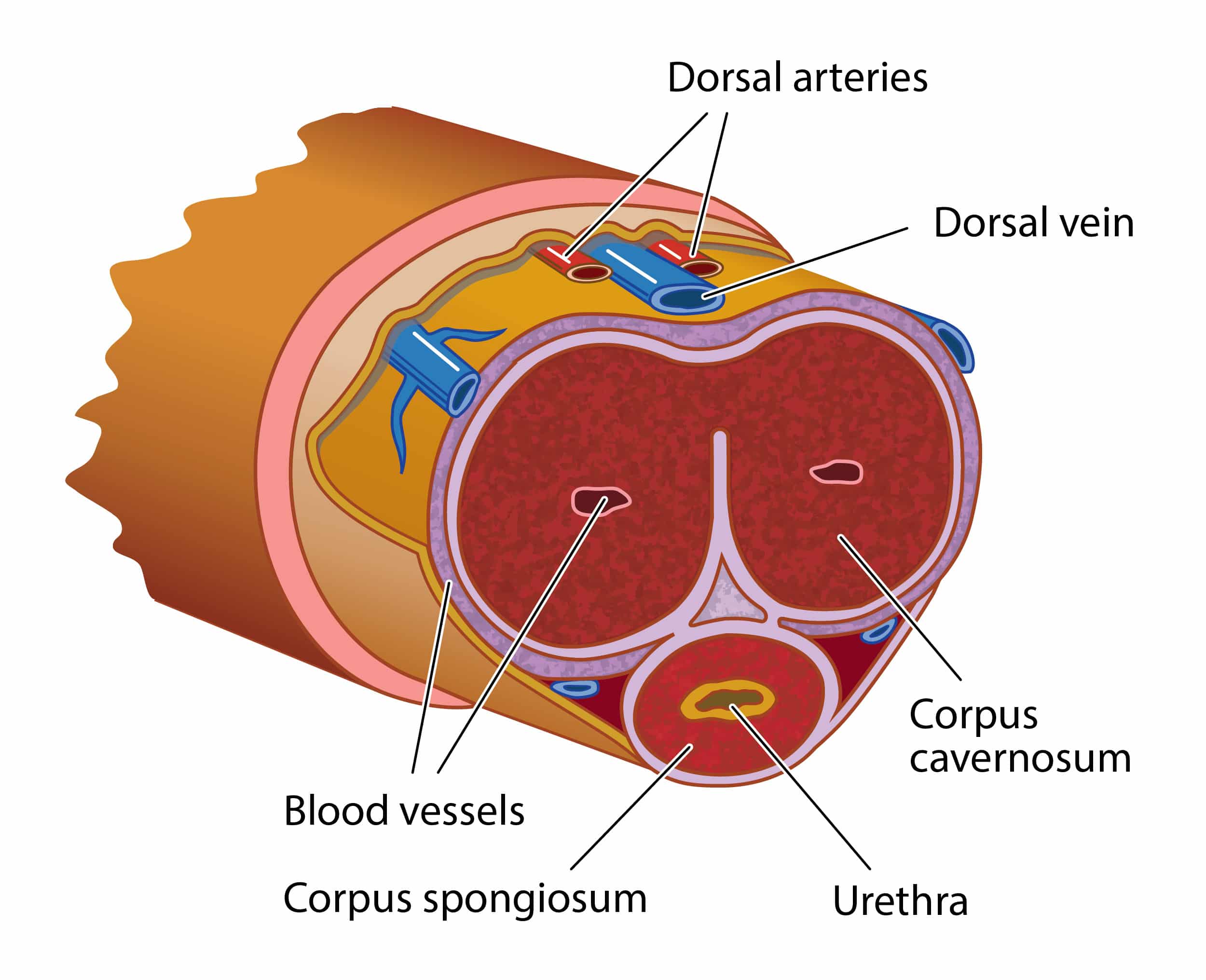 a cross section of penis