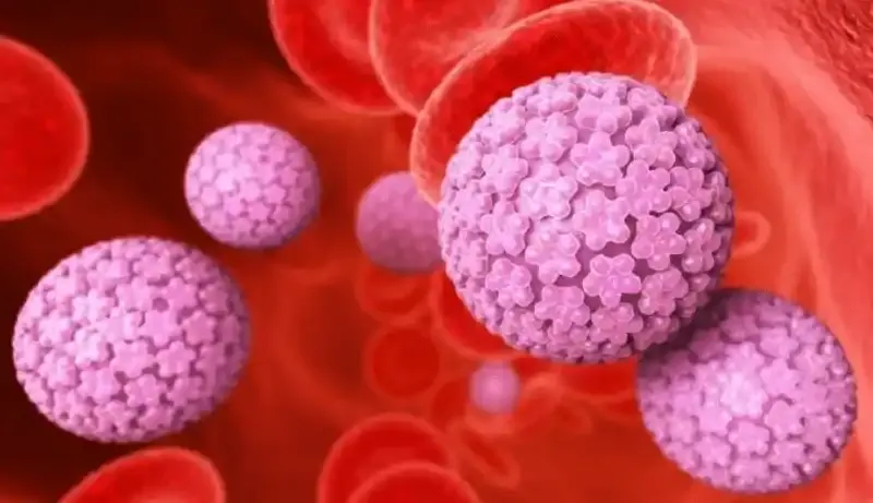 an gi de dao thai duoc virus hpv 1 5bb7c91558