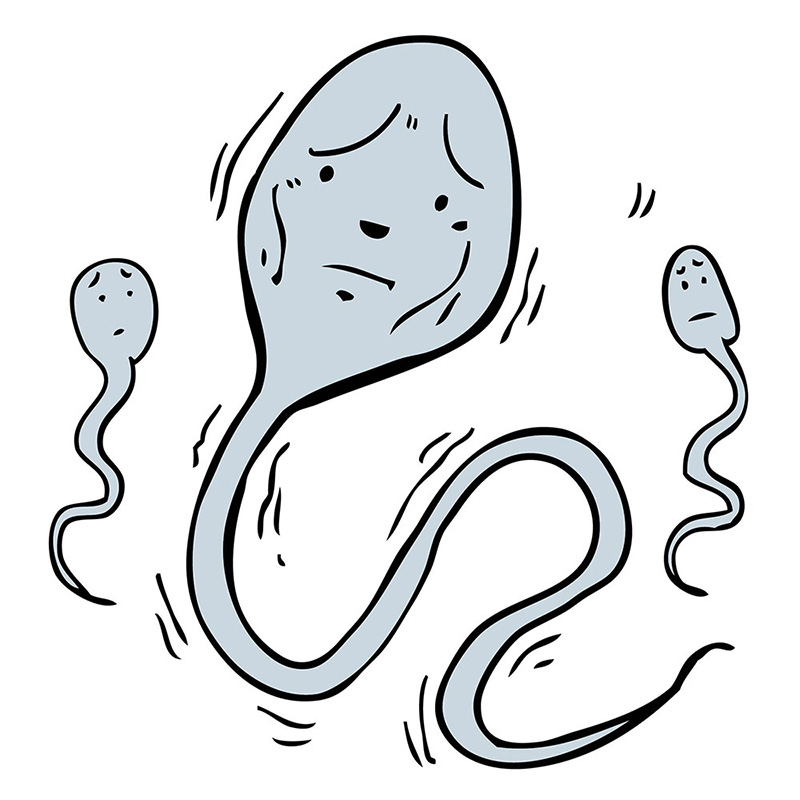 Does L-Carnitine Improve Sperm Motility? 2 image 12