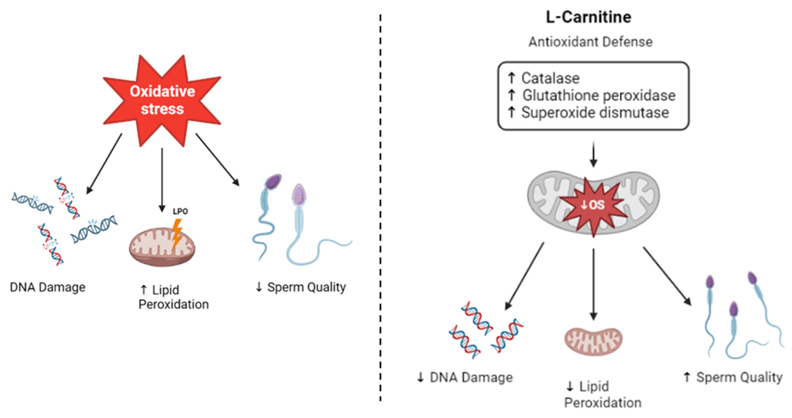 Does L-Carnitine Improve Sperm Motility? 4 image 14