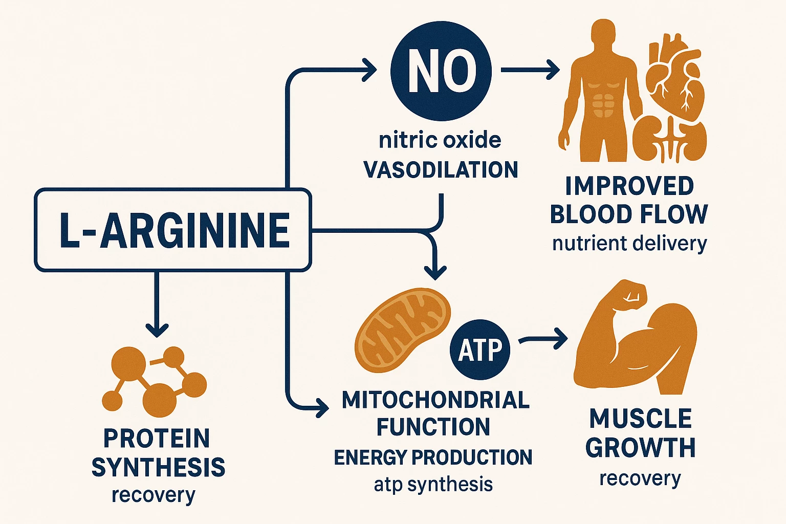 What Is L-Arginine? Benefits of L-Arginine for Male Sexual Health 3 image 4