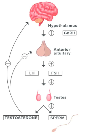 What are LH and FSH? Their role in male spermatogenesis 3 image 1