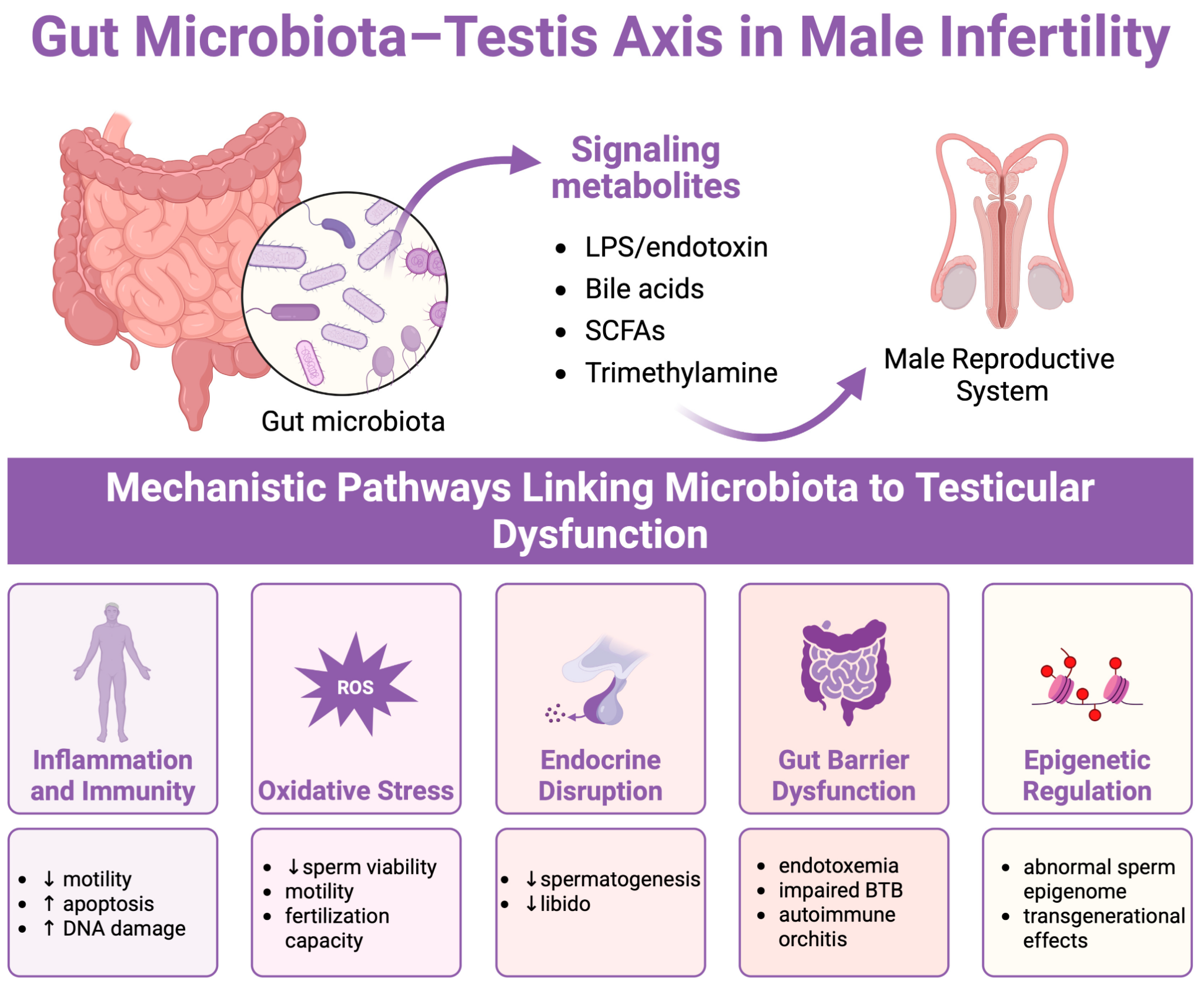 The Gut-Testis Axis: Unlocking the Link Between Microbiota and Male Reproductive Health 2 image 13