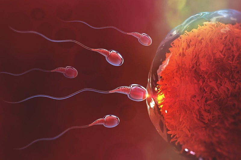 The Hidden Source: How Gut Health Fuels Oxidative Stress and Impacts Fertility 6 image 15