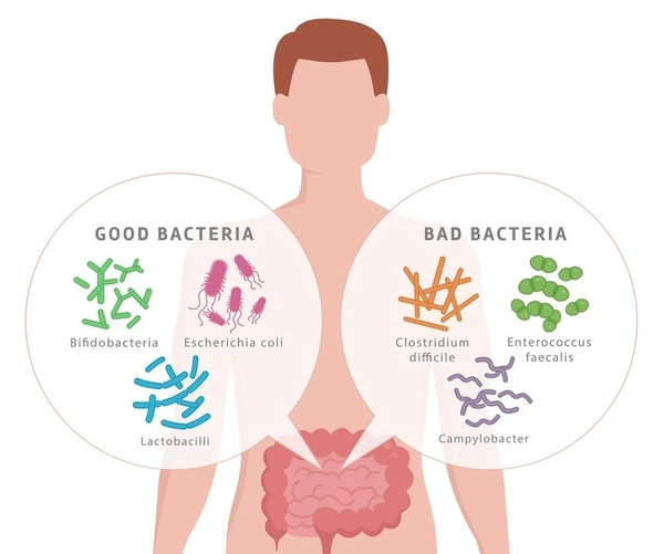The Hidden Source: How Gut Health Fuels Oxidative Stress and Impacts Fertility 3 image 16