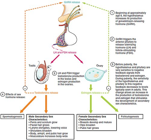 What are LH and FSH? Their role in male spermatogenesis 2 image 2