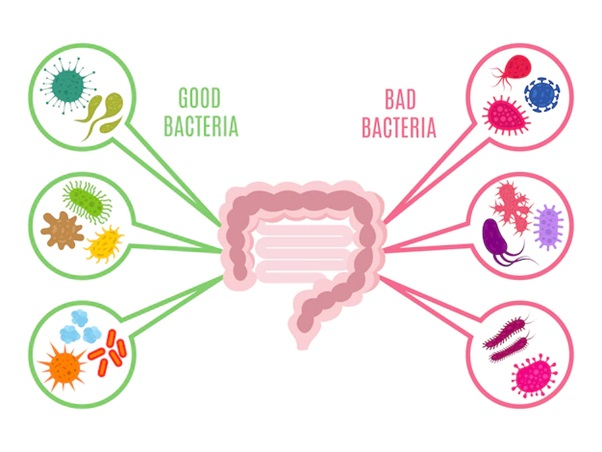 The 30+ Health Threshold: Why Your Gut Microbiome Holds the Key to Vitality 2 image 30