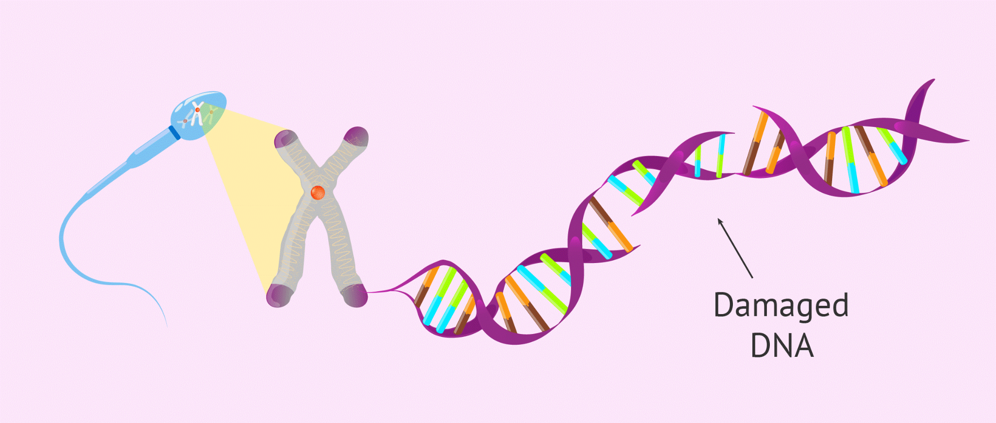 The Silent Obstacle to Fertility: Understanding Sperm DNA Fragmentation 2 image 8
