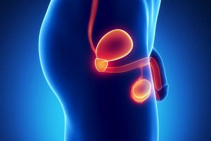 Male Hypogonadism: Definition, Etiology, and Therapeutic Strategies 6 image of the male urogenital anatomy