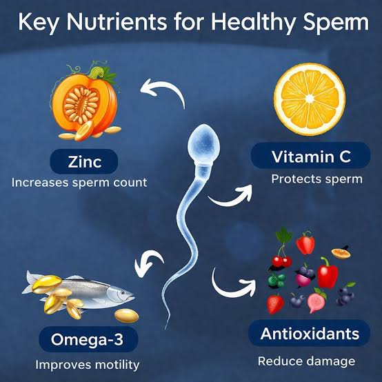 How To Improve Sperm Quality? 4 image 11