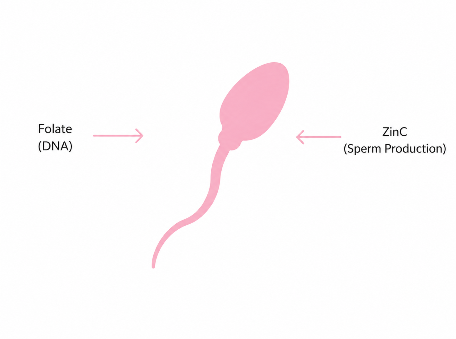 How Folic Acid (Vitamin B9) Combined with ZinC Helps Increase Sperm Density 3 image 65