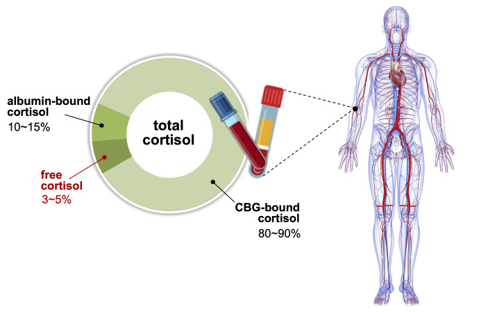 What is a 24-Hour Urinary Free Cortisol Test? What Disorders Does It Evaluate? 2 image 76