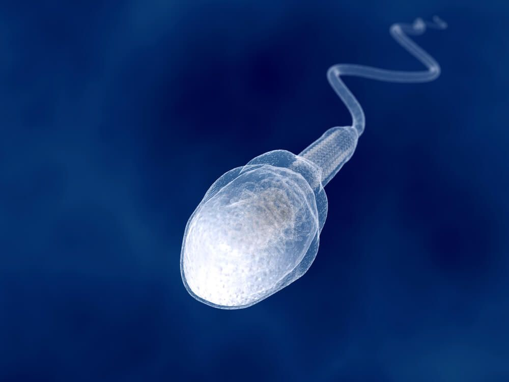 Spermatogenesis Cycle: How Long Until Medications Improve Sperm Quality?